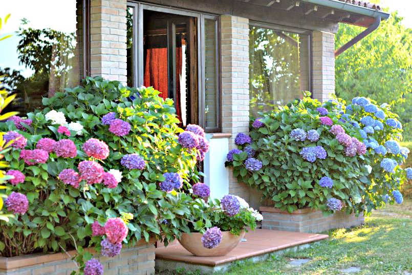 tuscan villa hydrangeas