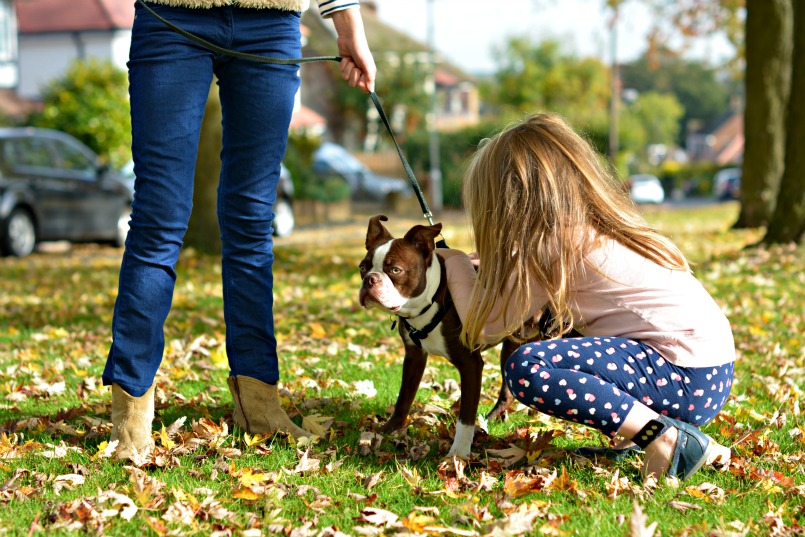 Buying a Boston Terrier Puppy