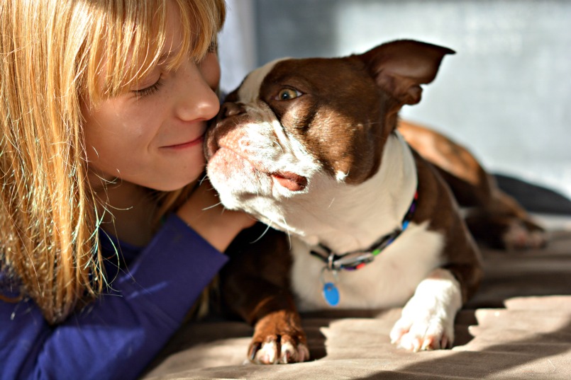 Buying a Boston Terrier Puppy