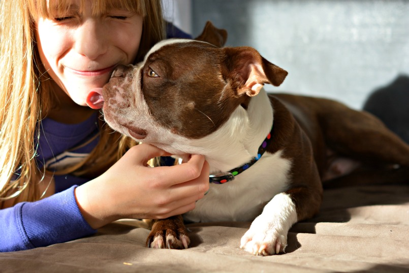 Buying a Boston Terrier Puppy