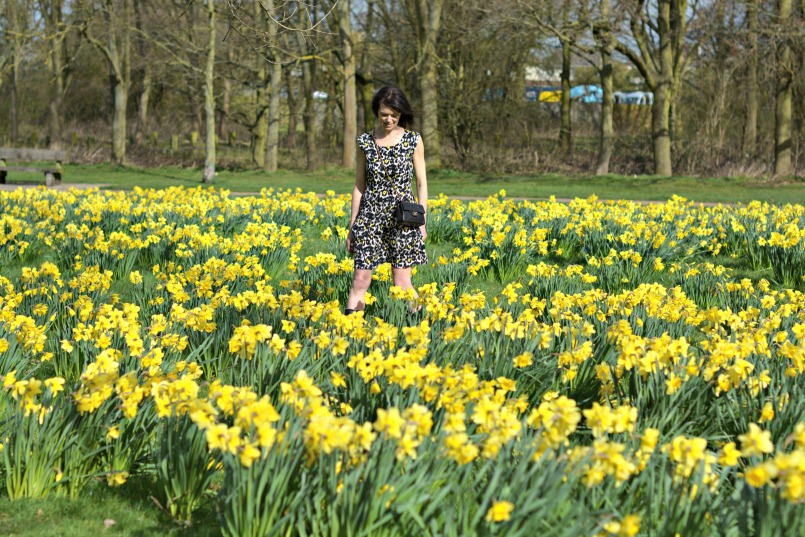 Field of Daffodils | Spring yellow animal print Dorothy Perkins dress | Chanel 2.55 mini