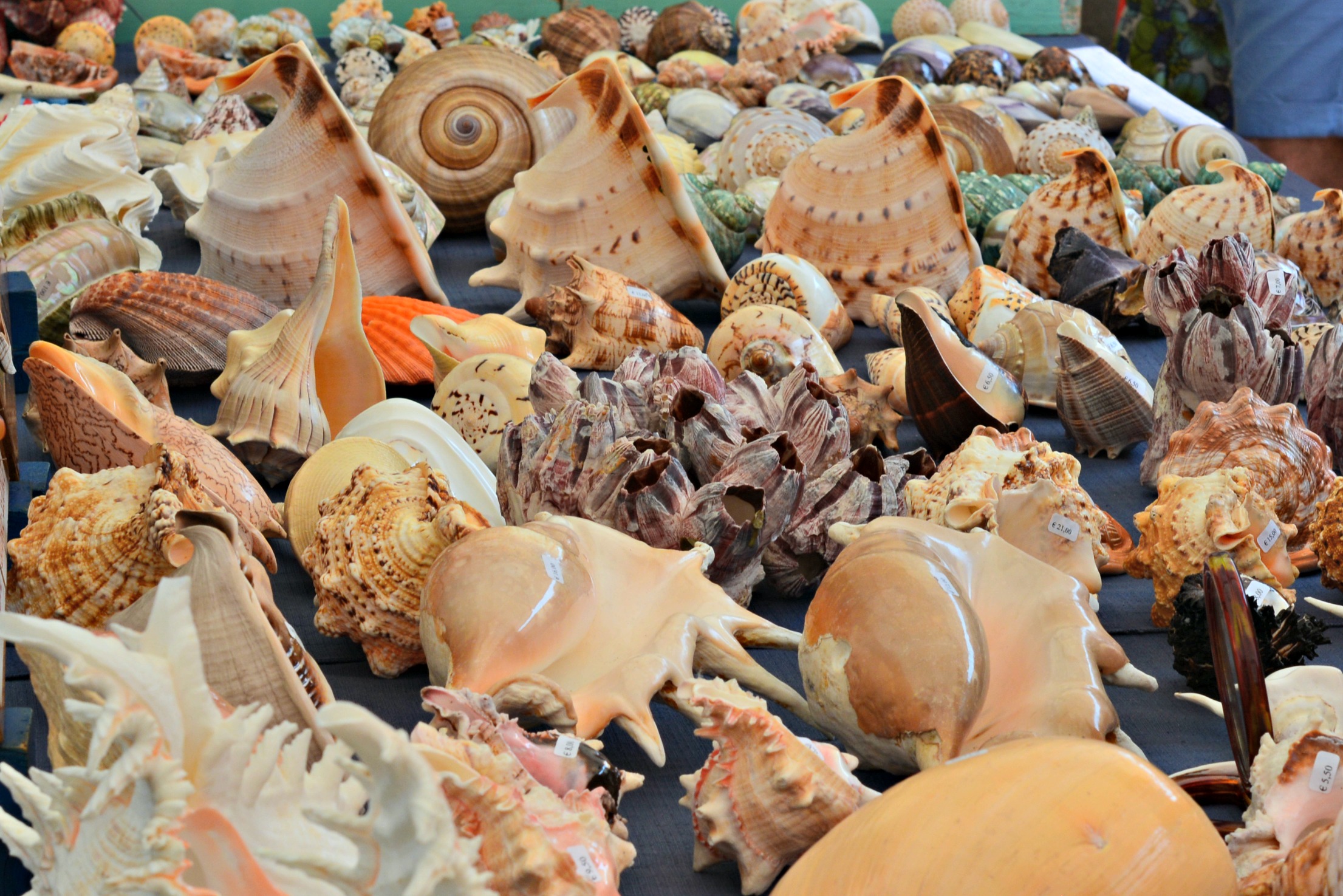 sea shells of Italy