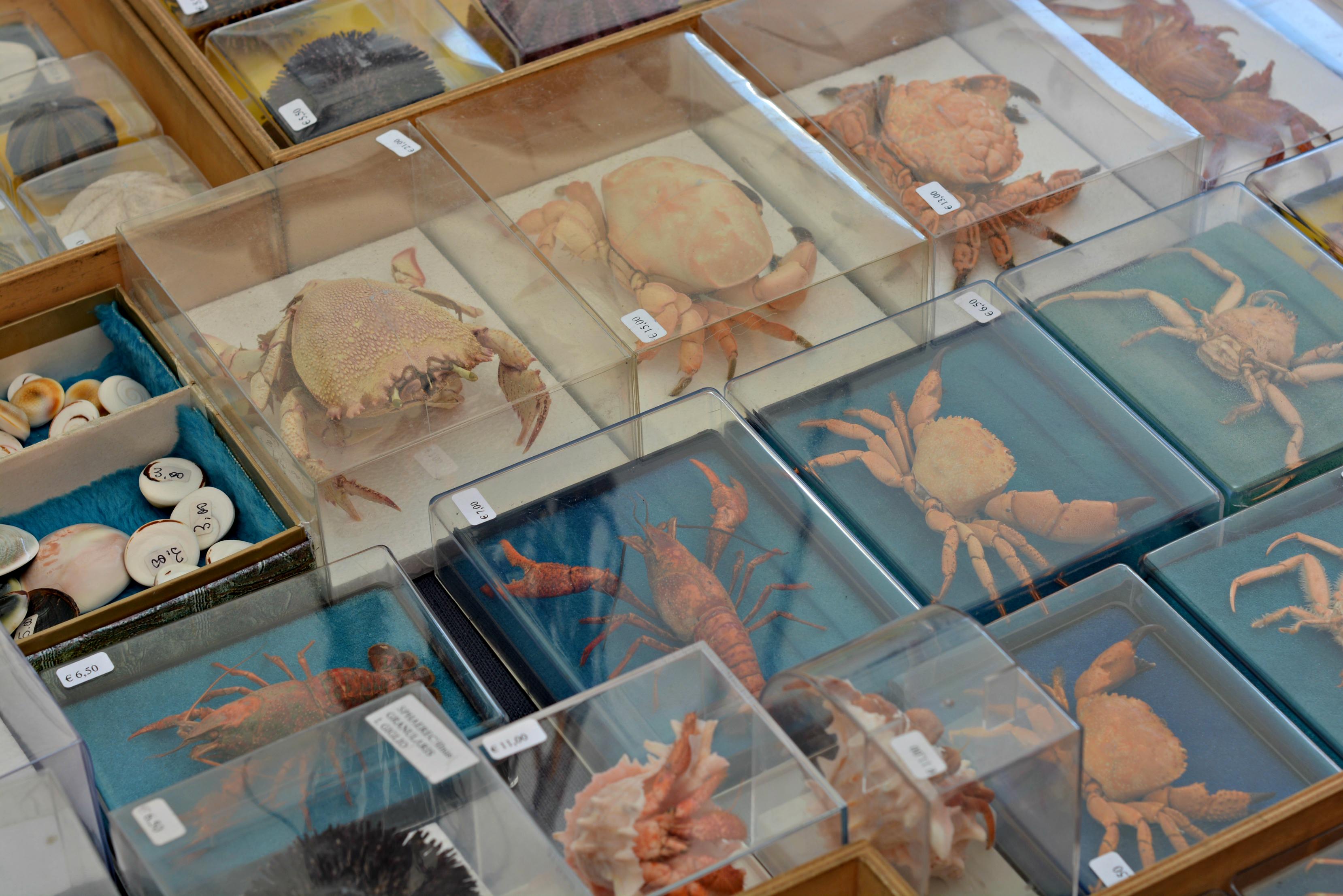 Cervia - Bikes & Boats on The Adriatic-Crabs at the market