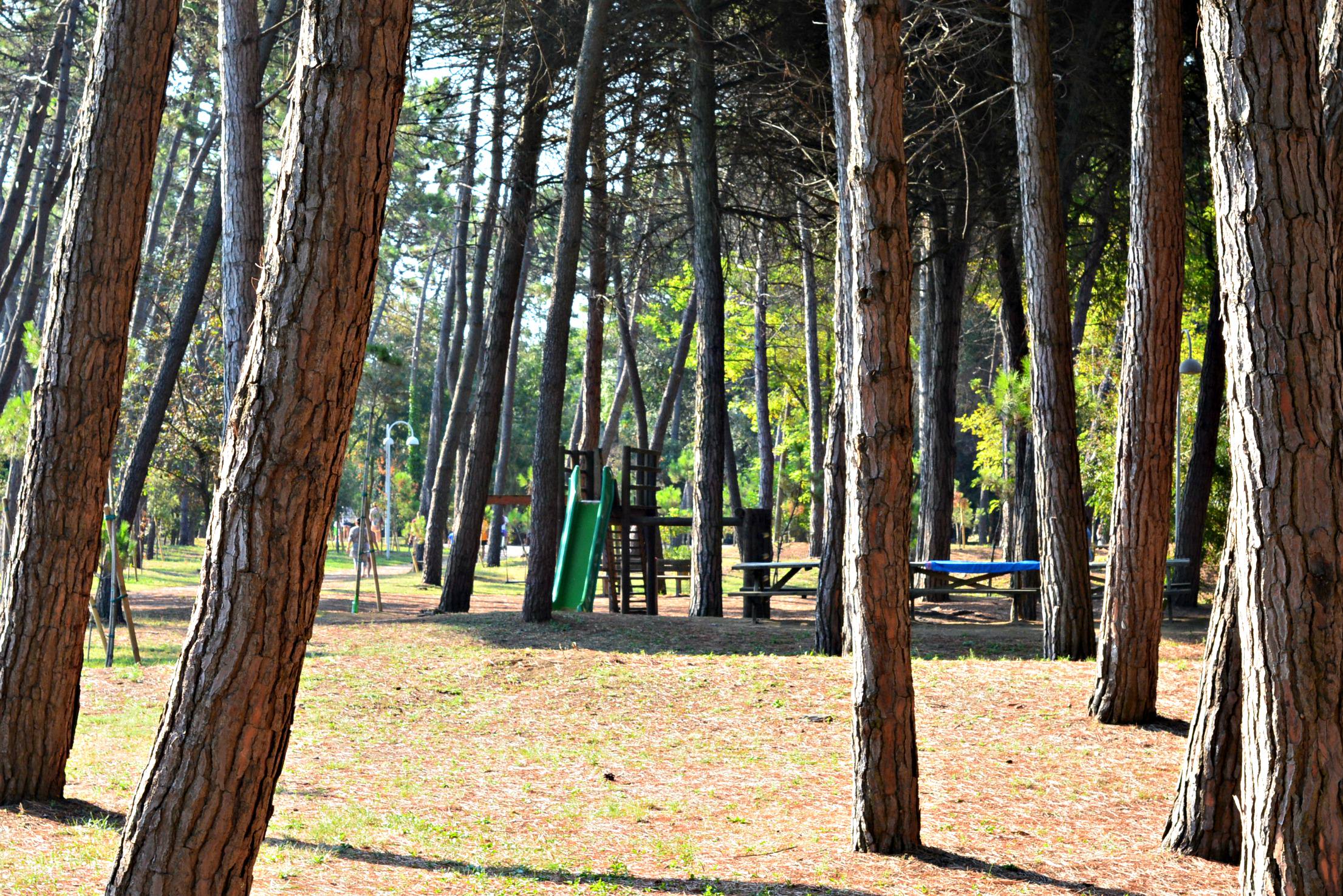 Ravenna pine forrest Zadina Cervia Italy