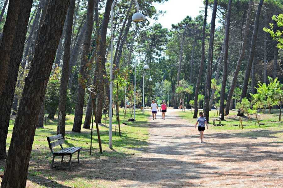 Pine forest to Cervia bikes & boats on the Adriatic