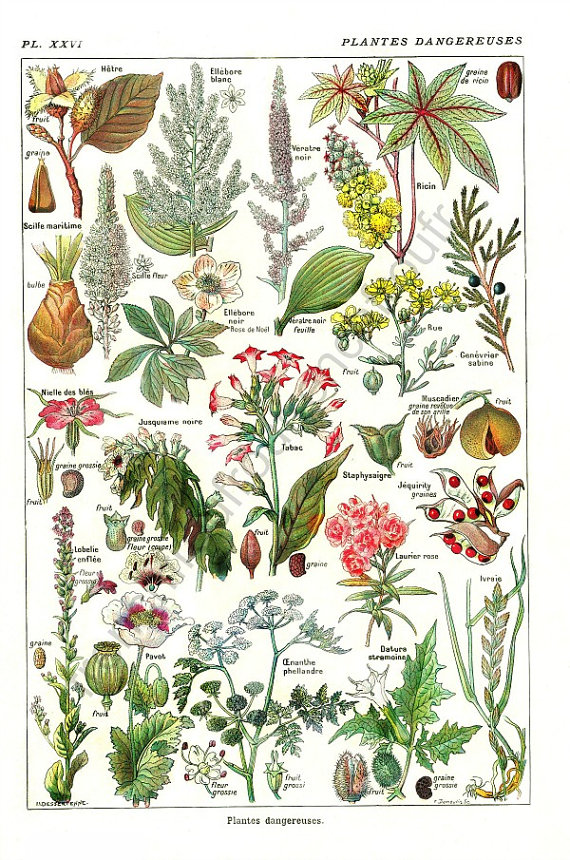 botanical print